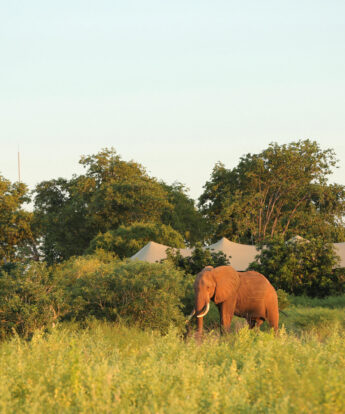 elephant, fothergill island, lake kariba, zimbabwe - Yellow Zebra Safaris