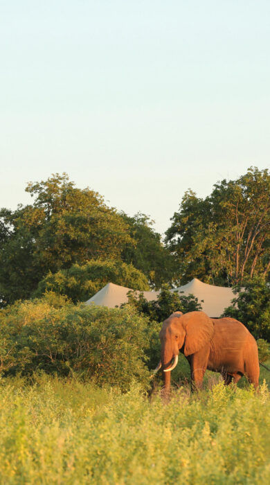 elephant, fothergill island, lake kariba, zimbabwe - Yellow Zebra Safaris