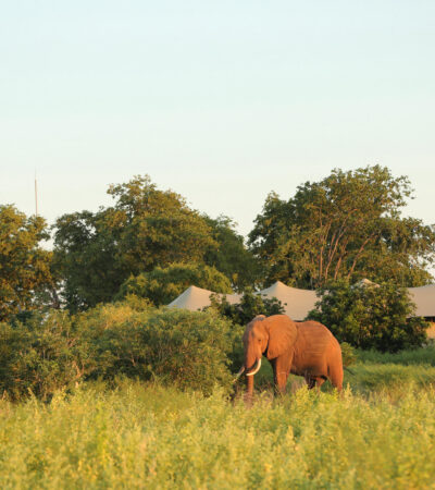elephant, fothergill island, lake kariba, zimbabwe - Yellow Zebra Safaris