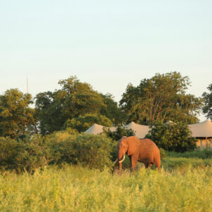 elephant, fothergill island, lake kariba, zimbabwe - Yellow Zebra Safaris