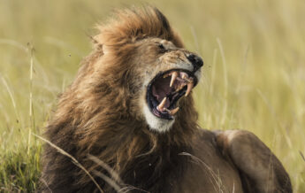 lion, little elephant camp, mara north, kenya - Yellow Zebra Safaris