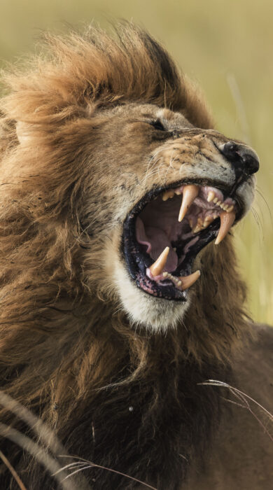 lion, little elephant camp, mara north, kenya - Yellow Zebra Safaris