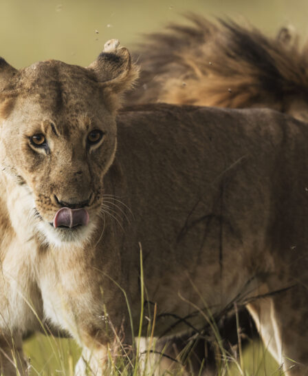 lioness, little elephant pepper camp, mara north, kenya - Yellow Zebra Safaris