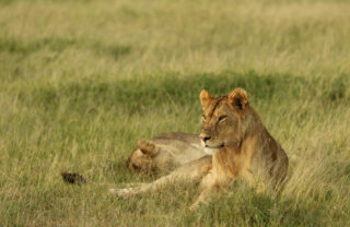 lion, fothergill island, zimbabwe - Yellow Zebra Safaris