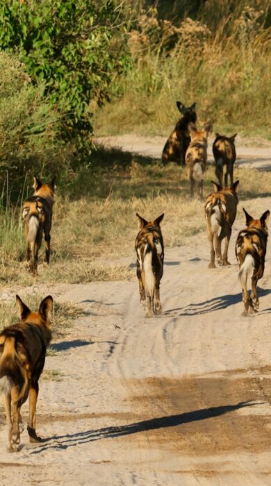 wild dogs, okavango delta, botswana - Yellow Zebra Safaris
