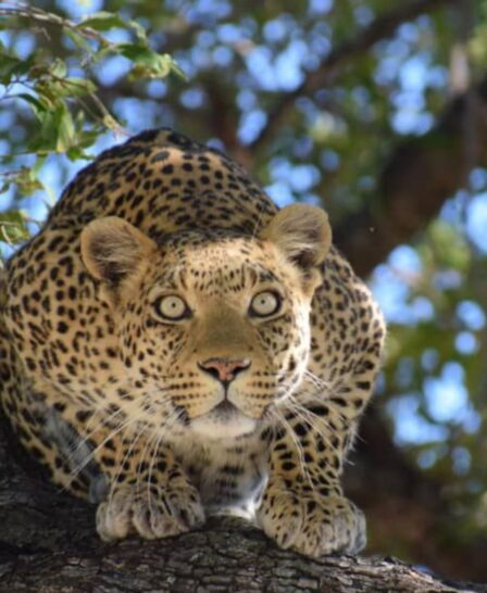 leopard, okavango delta, botswana -Yellow Zebra Safaris
