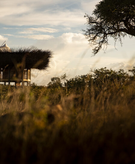 birds nest, segera, kenya - Yellow Zebra Safaris