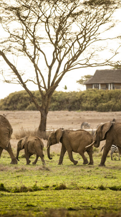 elephants, segera retreat, kenya - Yellow Zebra Safaris