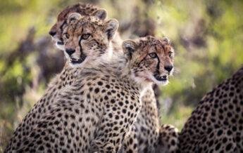 cheetahs, segera, kenya - Yellow Zebra Safaris
