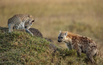 leopard and hyena, serian kimya kimya, kenya -Yellow Zebra Safaris