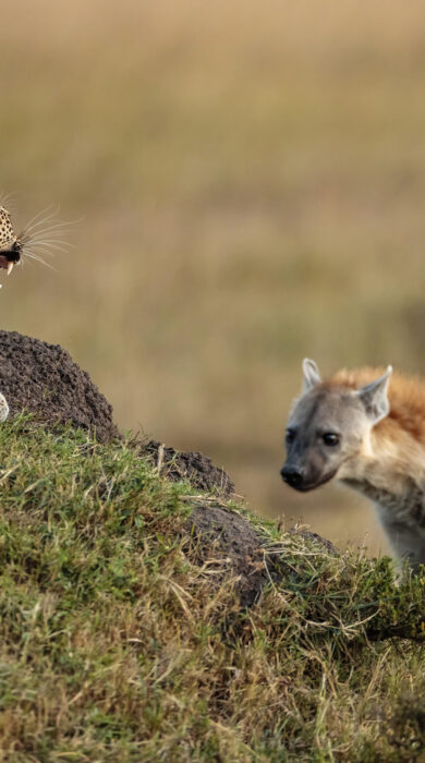 leopard and hyena, serian kimya kimya, kenya -Yellow Zebra Safaris