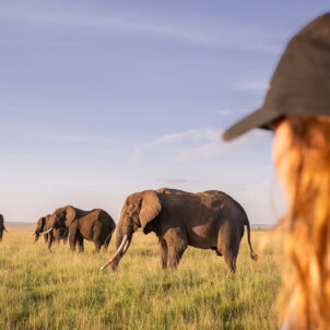 Guests game drive elephant, governors, il moran, maaisa mara, kenya, Yellow Zebra Safaris
