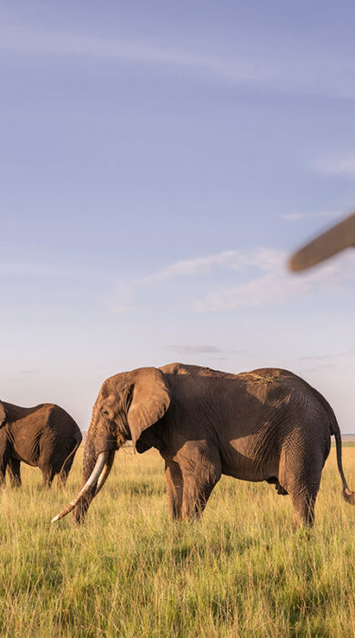 Guests game drive elephant, governors, il moran, maaisa mara, kenya, Yellow Zebra Safaris