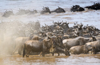Wildbeest Mara River, Governors' Il Moran Camp, Kenya, Yellow Zebra Safaris