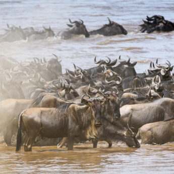 Wildbeest Mara River, Governors' Il Moran Camp, Kenya, Yellow Zebra Safaris