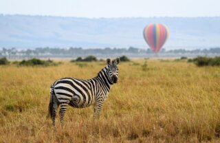 zebra hot air balloon, governors il moran camp, kenya