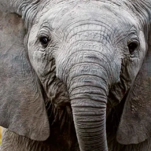 Baby elephant, Elephant Watch Camp, Samburu, Kenya