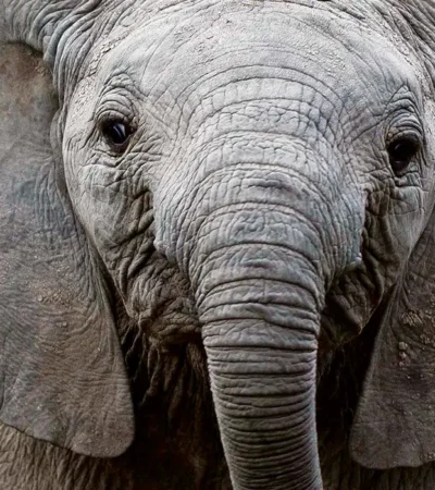 Baby elephant, Elephant Watch Camp, Samburu, Kenya