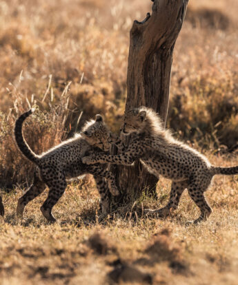 cheetah cubs, lewa safari camp, laikipia, kenya - Yellow Zebra Safaris