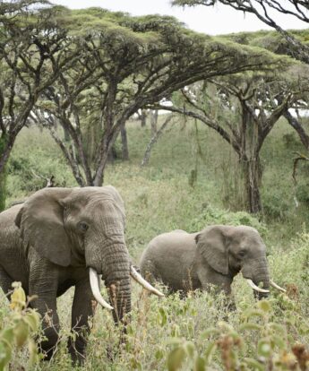 elephant, sanctuary ngorongoro crater camp, tanzania - yellow zebra safaris