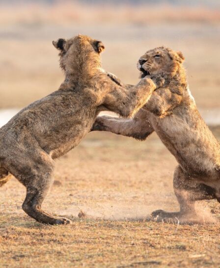 lions, chitabe lediba, botswana - Yellow Zebra Safaris
