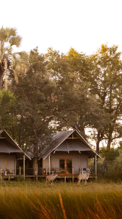 tents, chitabe lediba, botswana - Yellow Zebra Safaris