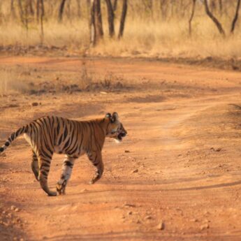 tiger taken by savanna - Yellow Zebra Safaris