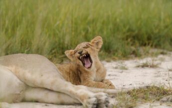 lion cub, kanana nyana, okavango delta, botswana - Yellow Zebra Safaris