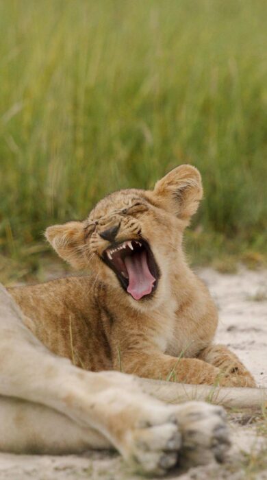 lion cub, kanana nyana, okavango delta, botswana - Yellow Zebra Safaris