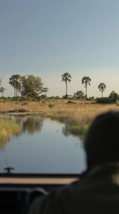 game drive, singita elela, botswana - Yellow Zebra Safaris
