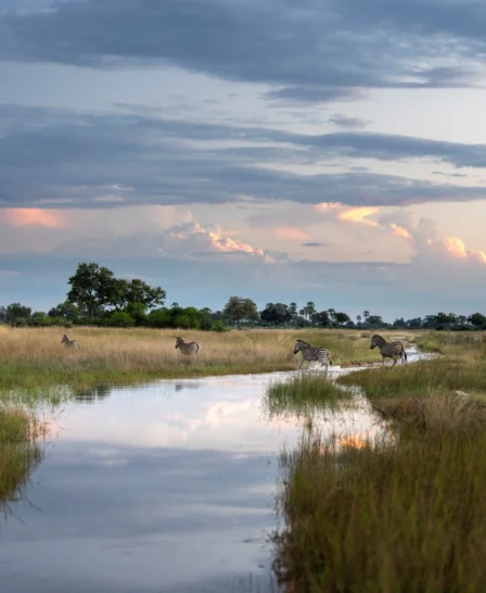 landscape, singita elela, botswana - Yellow Zebra Safaris