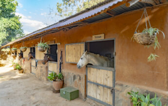 horse stables, enasoit, kenya - Yellow Zebra Safaris