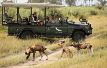 wild dogs, game drive, okavango delta, botswana - Yellow Zebra Safaris