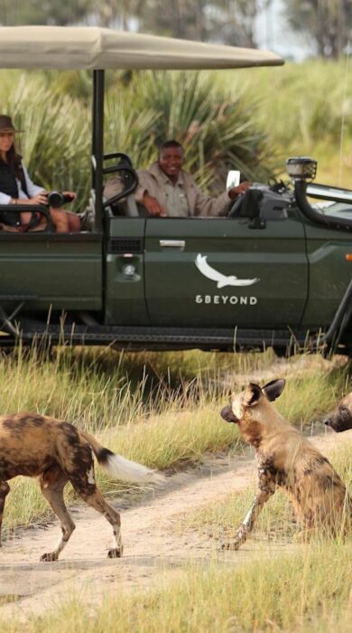 wild dogs, game drive, okavango delta, botswana - Yellow Zebra Safaris