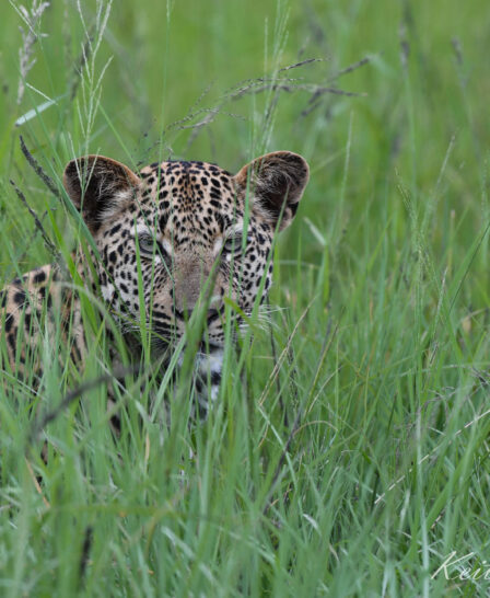 leopard in grass, inyati game lodge, south africa - Yellow Zebra Safaris