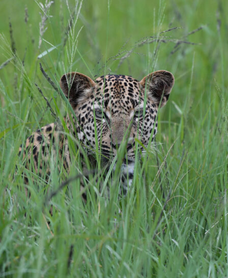 leopard in grass, inyanti game lodge, south africa - Yellow Zebra Safaris