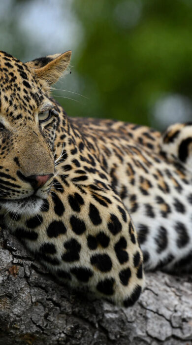 leopard, inyanti game lodge, south africa - Yellow Zebra Safaris
