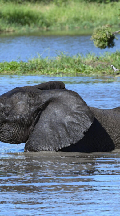 swimming elephant, inyanti game lodge, south africa - Yellow Zebra Safaris