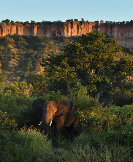 elephant at the gorge, chilo gorge, zimbabwe - Yellow Zebra Safaris