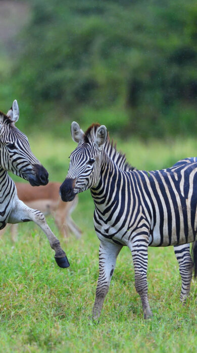 zebras at chilo gorge, zimbabwe - Yellow Zebra Safaris