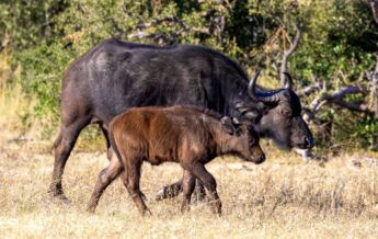 buffalo at tum tum treehouse, hwange, zimbabwe - Yellow Zebra Safaris