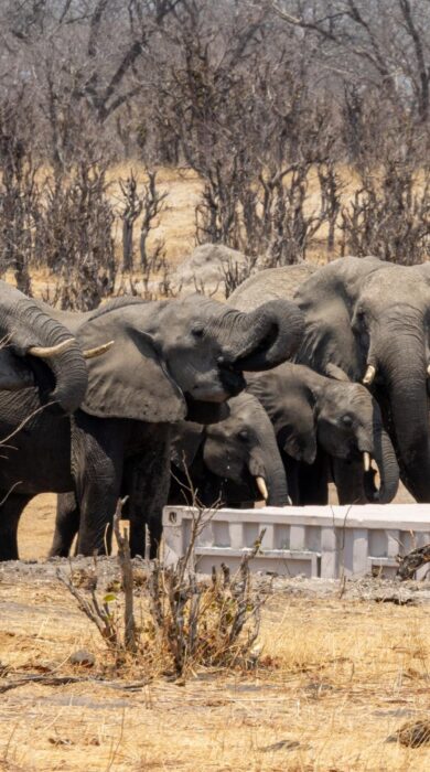 elephants at tum tum treehouse, hwange, zimbabwe - Yellow Zebra Safaris