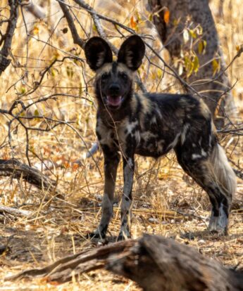 wild dog at tum tum treehouse, hwange, zimbabwe - Yellow Zebra Safaris