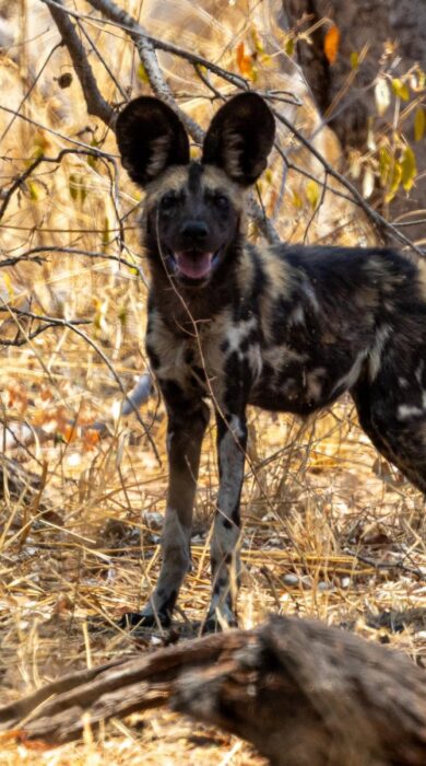 wild dog at tum tum treehouse, hwange, zimbabwe - Yellow Zebra Safaris