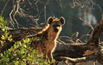 hyena at mana sands, zimbabwe - Yellow Zebra Safaris