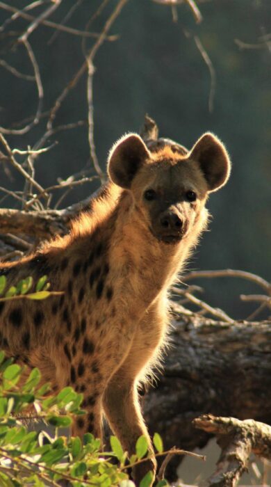 hyena at mana sands, zimbabwe - Yellow Zebra Safaris