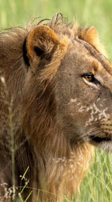 lion at mapula lodge, botswana - Yellow Zebra Safaris