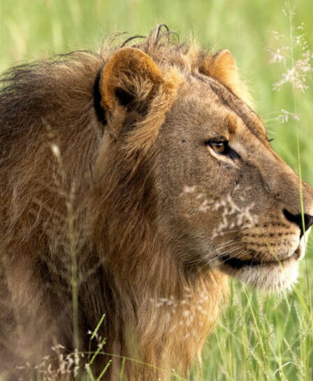 lion at mapula lodge, botswana - Yellow Zebra Safaris