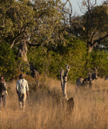 walking safaris at mapula lodge, botswana - Yellow Zebra Safaris