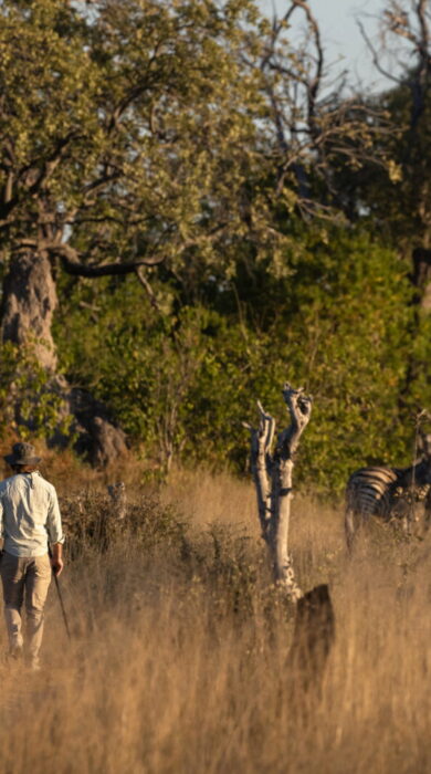 walking safaris at mapula lodge, botswana - Yellow Zebra Safaris